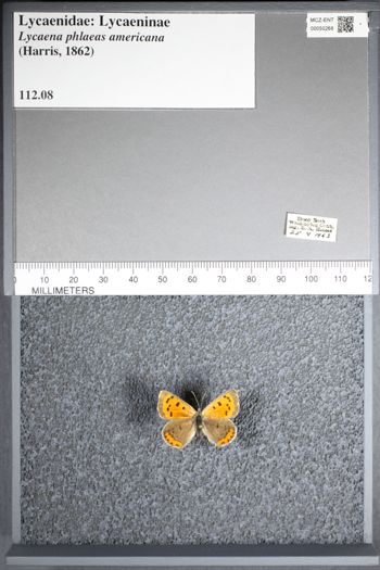Media type: image;   Entomology 50268